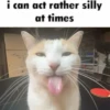 silly little cats!!! 9