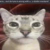 silly little cats!!! 10