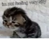 silly little cats!!! 11