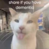silly little cats!!! 12