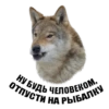 Wolf__chavez 10