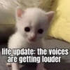 silly little cats!!! 14