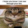 silly little cats!!! 15