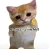silly little cats!!! 16