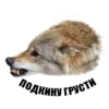 Wolf__chavez 12