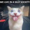 silly little cats!!! 17