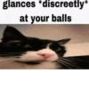 silly little cats!!! 18