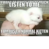 silly little cats!!! 19