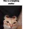 silly little cats!!! 23