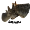 Wolf__chavez 19
