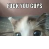 silly little cats!!! 25