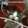 silly little cats!!! 26