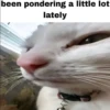 silly little cats!!! 28