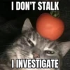 silly little cats!!! 30