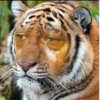 Big_mood by @fStikBot 12