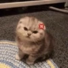 😼 Reacciones Gatunas 😽 9