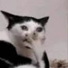 😼 Reacciones Gatunas 😽 10