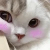 Котыки от 8