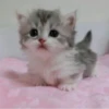 » ✨ cats !!; – 5