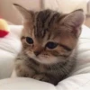 » ✨ cats !!; – 6