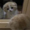 » ✨ cats !!; – 7