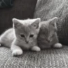 » ✨ cats !!; – 10