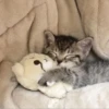 » ✨ cats !!; – 11