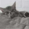 » ✨ cats !!; – 13