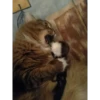 Crying cats v. 2 16