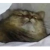 Crying cats v. 2 18
