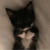 » ✨ cats !!; – 14