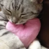 » ✨ cats !!; – 15