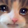 Uwu ♡ :: @fStikBot 17