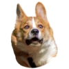 Dogs 5