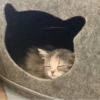 » ✨ cats !!; – 16
