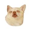 Dogs 6