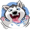 Chuck the Husky 15