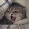 » ✨ cats !!; – 17