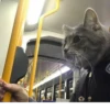 Crying cats v. 2 24