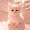 » ✨ cats !!; – 18