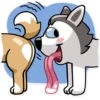 Chuck the Husky 16