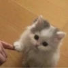» ✨ cats !!; – 19