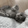 » ✨ cats !!; – 20