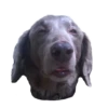 Dogs 8