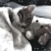 » ✨ cats !!; – 21