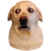 Dogs 9