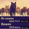 Be a wolf @stickersb2b 10