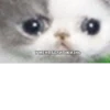Crying cats v. 2 27