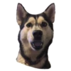 Dogs 10