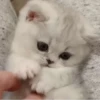 » ✨ cats !!; – 22